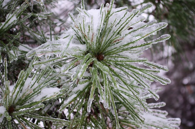 iced-pine-needles