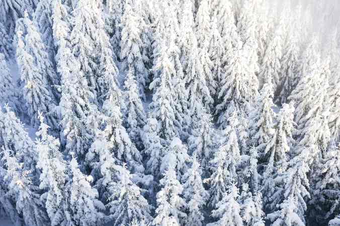 pine-trees-under-the-snow